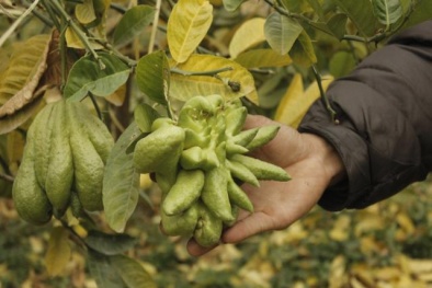 Độc đáo những trái phật thủ chơi Tết giá tiền triệu